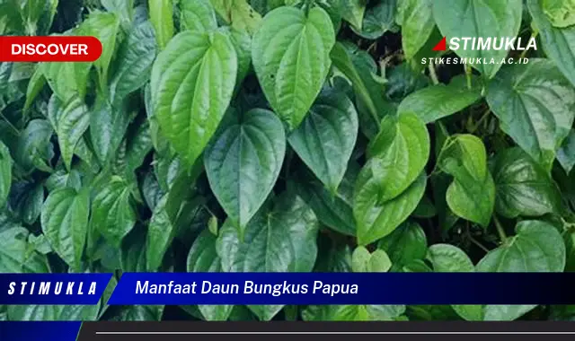 manfaat daun bungkus papua manfaat daun bungkus papua