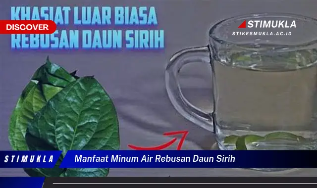 manfaat minum air rebusan daun sirih manfaat minum air rebusan daun sirih